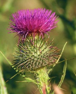 Gardening Services on Weedy Species Of Cirsium Carduus Echinops Sonchus And Other Plant