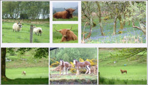 Highland Horses, Cow and Sheep