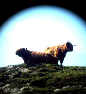 Highland Cattle under a dark cloud.