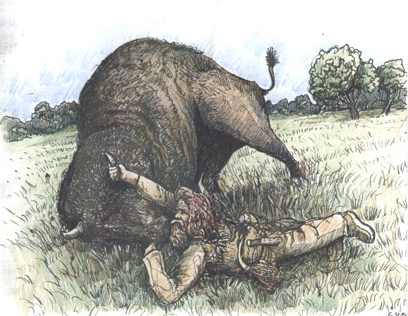 battle with the buffalo