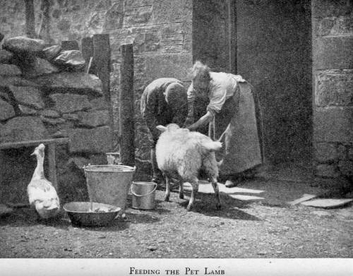 Feeding the pet lamb