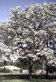 Locust Tree