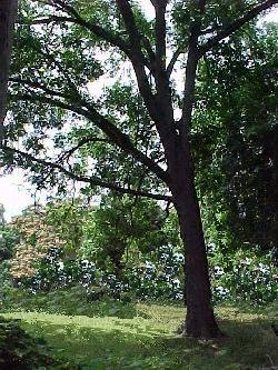 Pecan Tree
