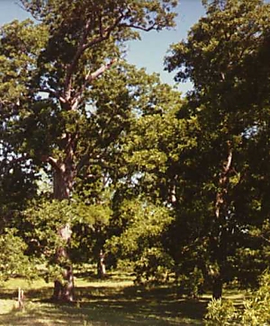 Pecan Tree