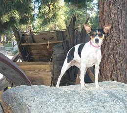 Rat Terrier