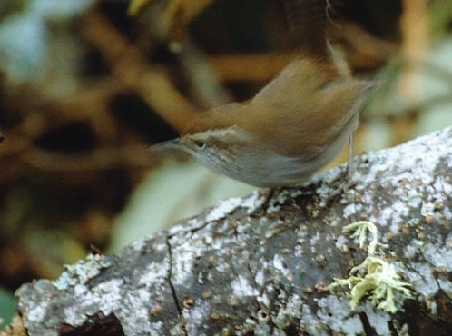 The Wren and the Oak