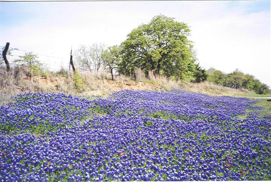 Blubonnets between Decatur and Weatherford. Photo taken by Faye.