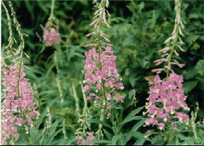 Fireweed - Epilobium anguestifolium