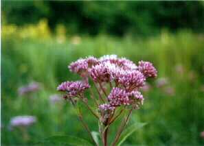 Joe Pye Weed - Eupatorium maculatum