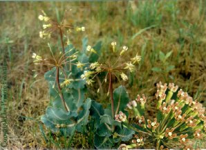 Milkweed, Sand - Asclepias amplexicaulis