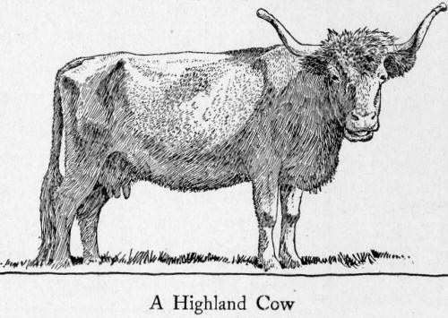 A Highland Cow