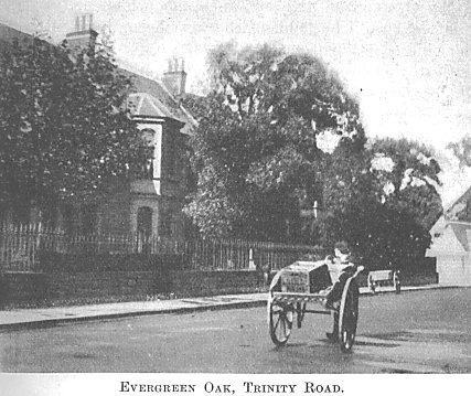 Evergreen Oak, Trinity Road
