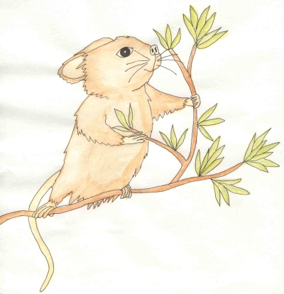 Too Many Blackberries