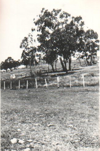Tree at Metz nr Hillgrove NSW