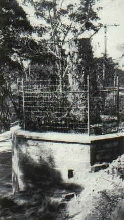 Tree stump -original tree - symbol explorers open  Aus - photo - tree stump foot Blue Mtns NSW