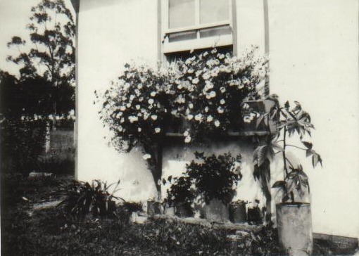 Grace Marion McLachlan  - home from 1940 with chn of sis Eva who died 1940  Glengrove @ Metz NSW