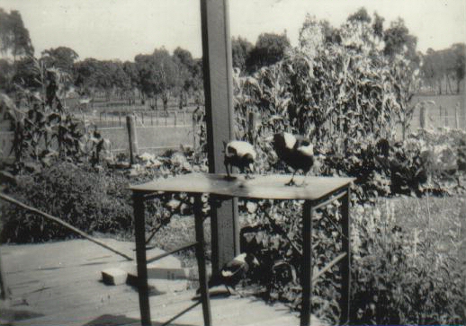  second photo  Glengrove @ Metz NSW