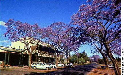 Jacaranda grafton nsw