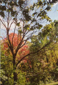 on the road to Nashville