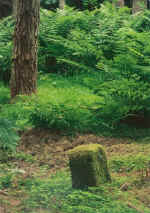Dog tombstone in the pet cemetery in the pine woods between the  mansion ruins and Richard's current home at Westmains