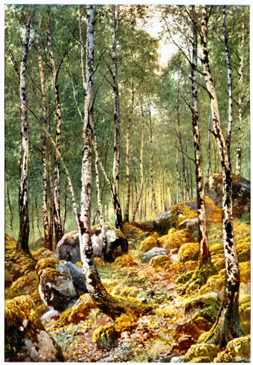A Birch-Wood in Springtime, by Loch Maree, Ross-Shire