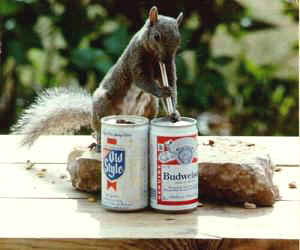 Squirrel with Beer