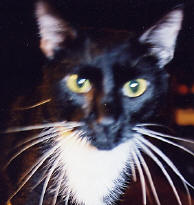 Sylvester Highway Bob-Wire Flop-Cat