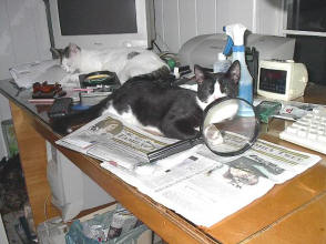 Lady Narra and check out the outfit