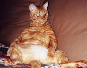 Suzanne Boothe's Prince Charlie