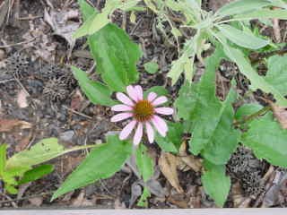 ECHINACEA