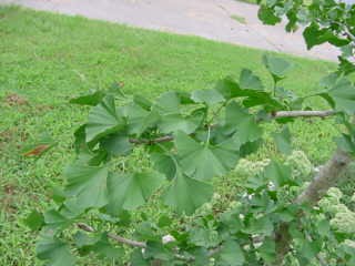 GINKGO