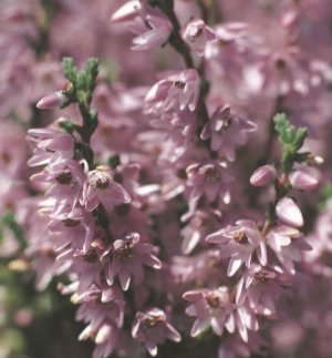 Close up of wild heather flowers (Calluna vulgaris)