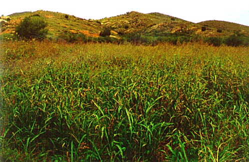 Johnson Grass, Sorghum halepense