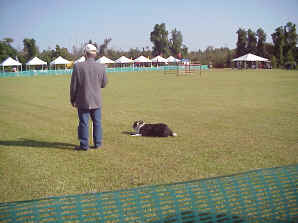"Pepper", a champion Border Collie sits at the ready.