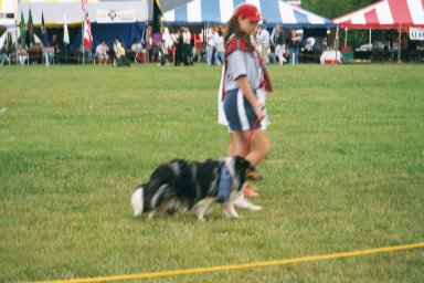 Even dogs parade wearing tartan