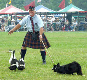 Dog & Geese, border collies are owned and operated by Stan Moore 