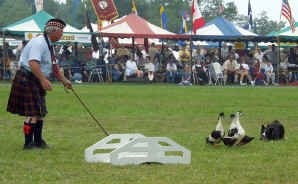 Dog & Geese, border collies are owned and operated by Stan Moore 