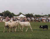 Texas Scottish Festival & Highland Games