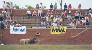 Sheep Demonstration
