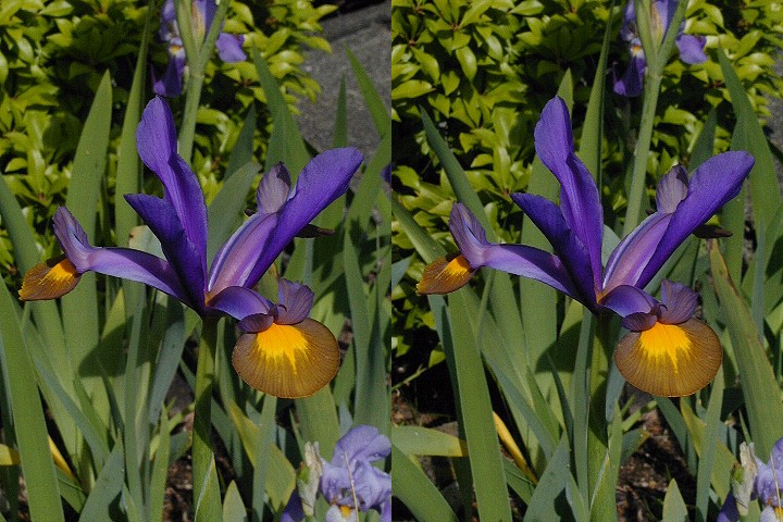 Dutch Iris