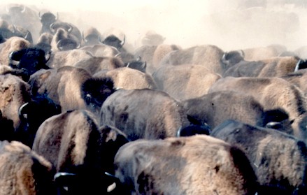 A Buffalo Herd