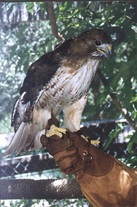 Picture of a "Chicken Hawk" which is in reality a red tailed Hawk