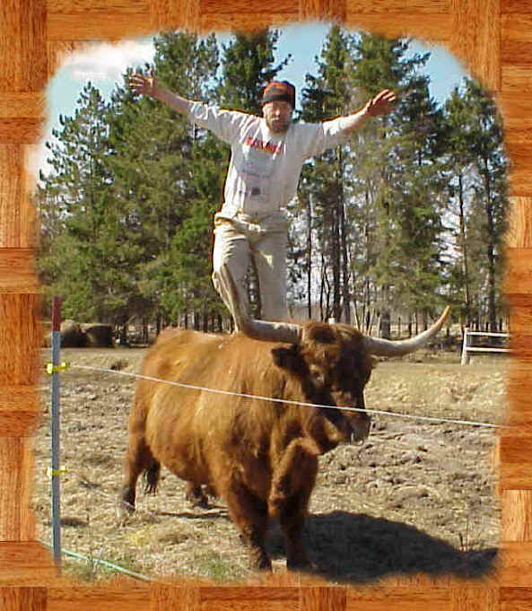 bull.jpg (55485 bytes)