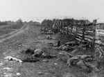 Confederate dead at Antietam