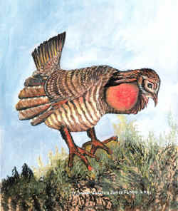 Male Grand Prairie Chicken