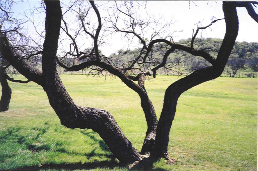 Old Tree near Scott Homeplace, Baird, Texas