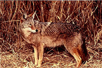 Coyote camouflage well in brown grasses