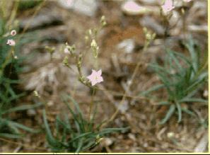 Fame Flower - Talinum rugospermum