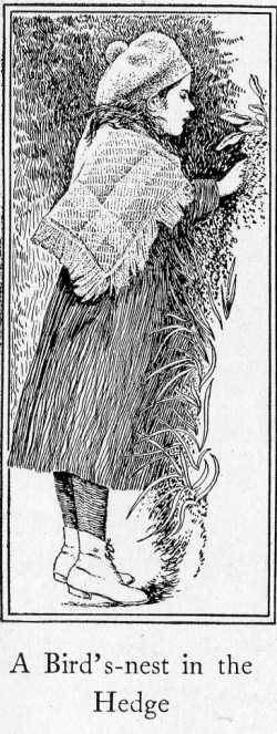 A Bird's nest in the hedge