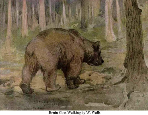 Bruin goes Walking. By W. Walls